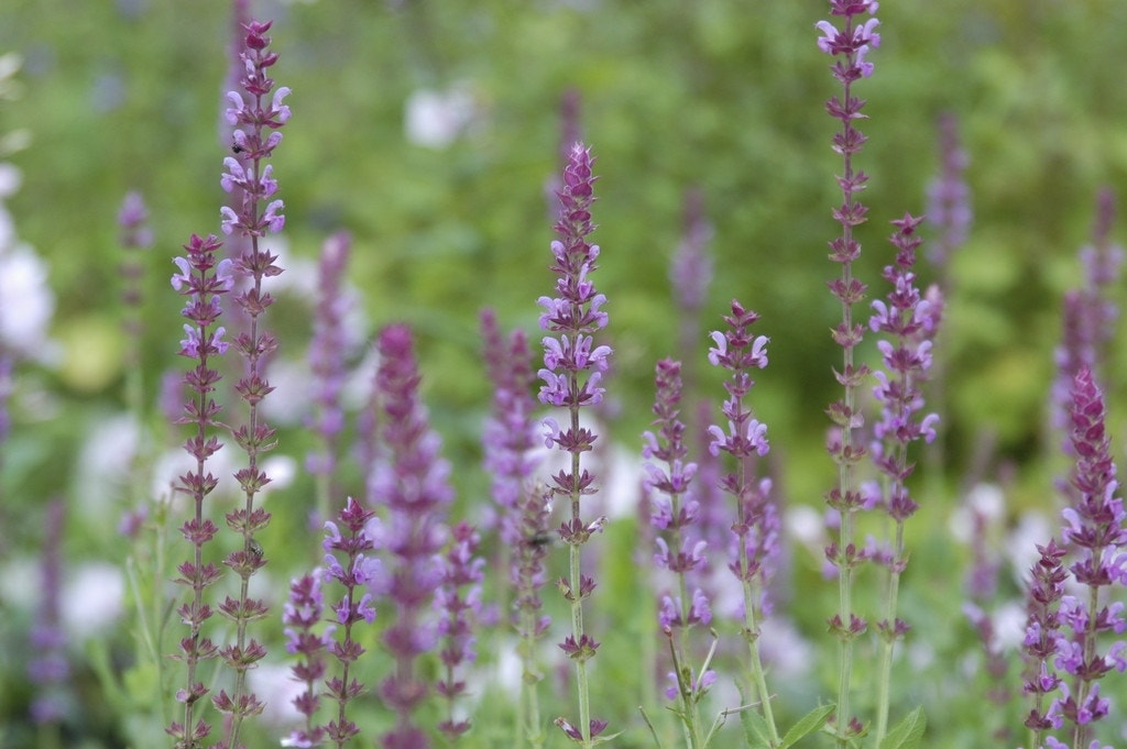 Salie (Salvia nemorosa 'Amethyst')