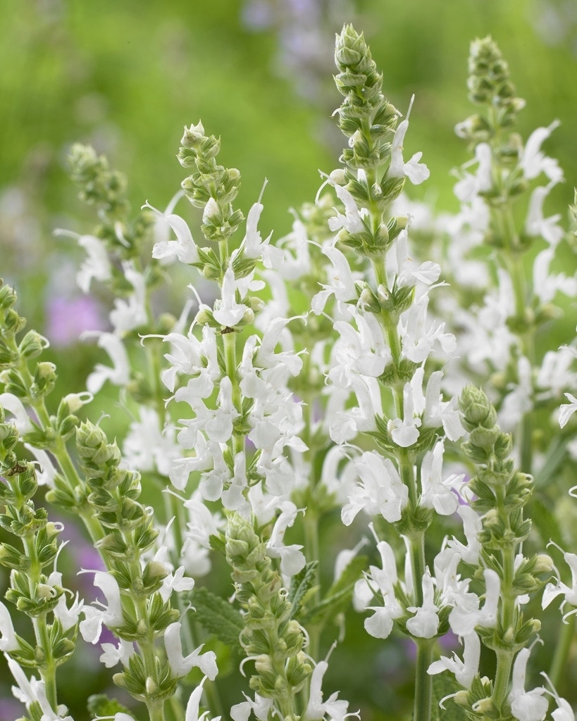 Salie (Salvia nemorosa 'Schneehugel')