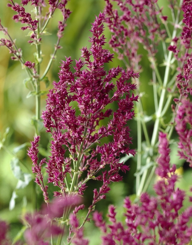 Salie (Salvia nemorosa 'Schwellenburg')