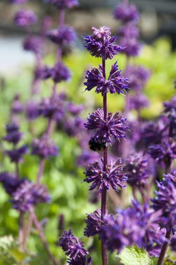 Salie (Salvia verticillata 'Purple Rain')