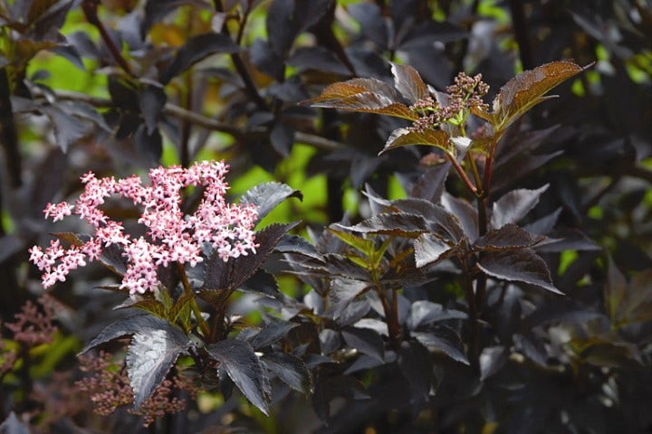 Zwarte vlier (Sambucus nigra 'Black Beauty')