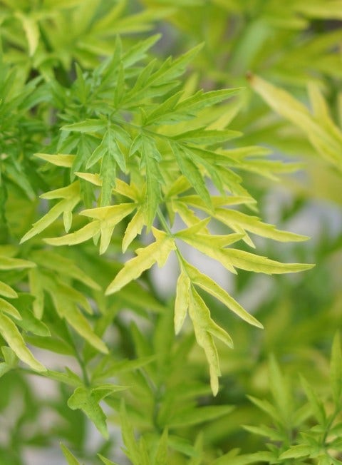 Gele Vlier (Sambucus nigra 'Golden Tower')