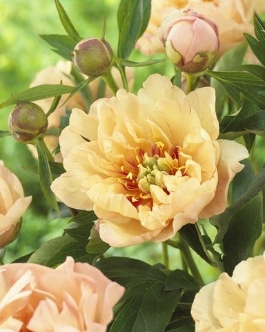 Pioenroos (Paeonia Itoh Rich and Sparkling® 'san Marino')