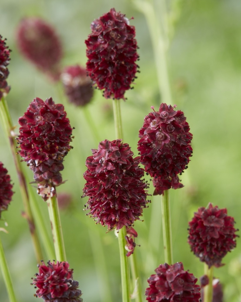 Pimpernel (Sanguisorba officinalis 'Tanna')