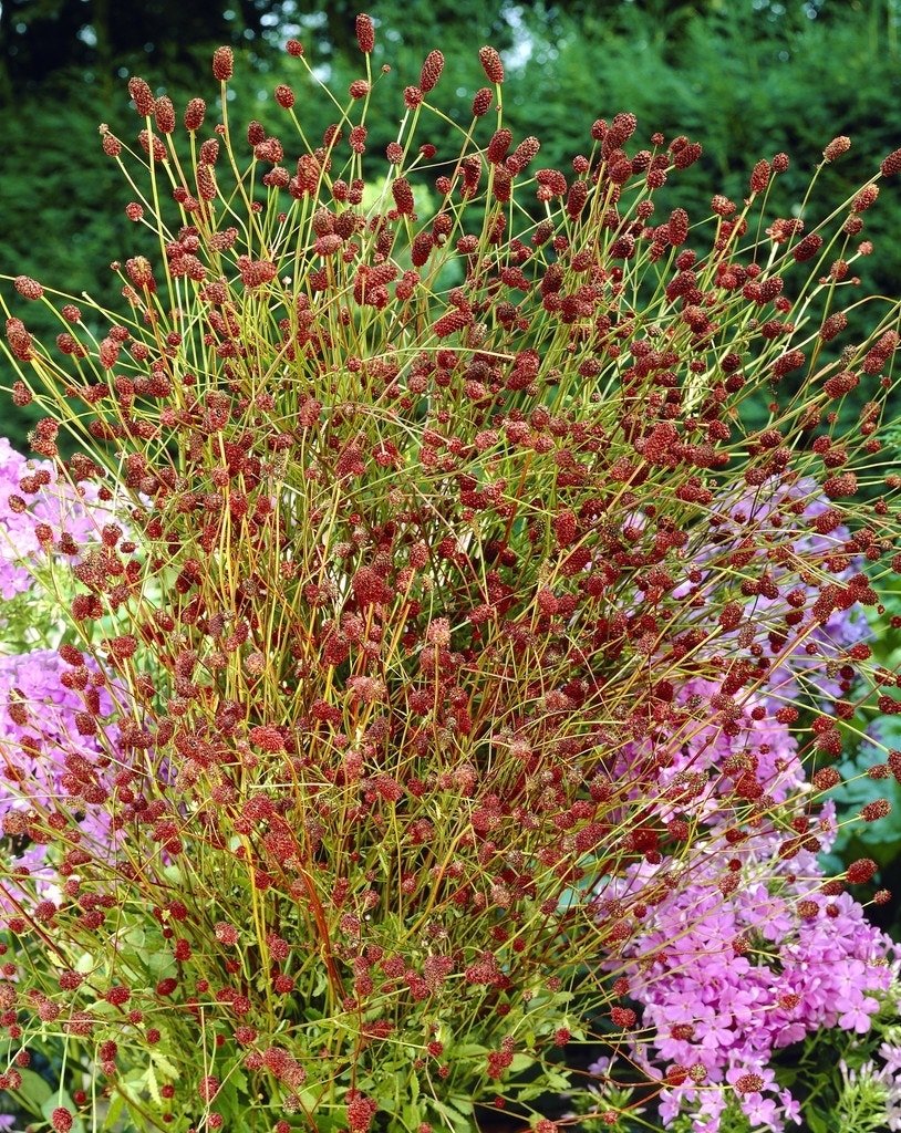 Pimpernel (Sanguisorba officinalis)