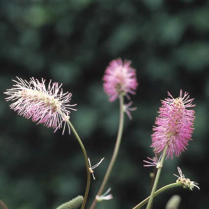 Pimpernel (Sanguisorba obtusa)