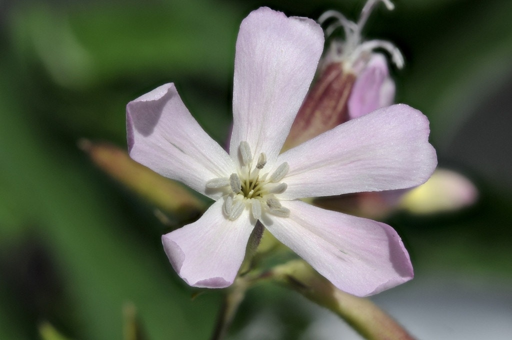 Zeepkruid (Saponaria officinalis)