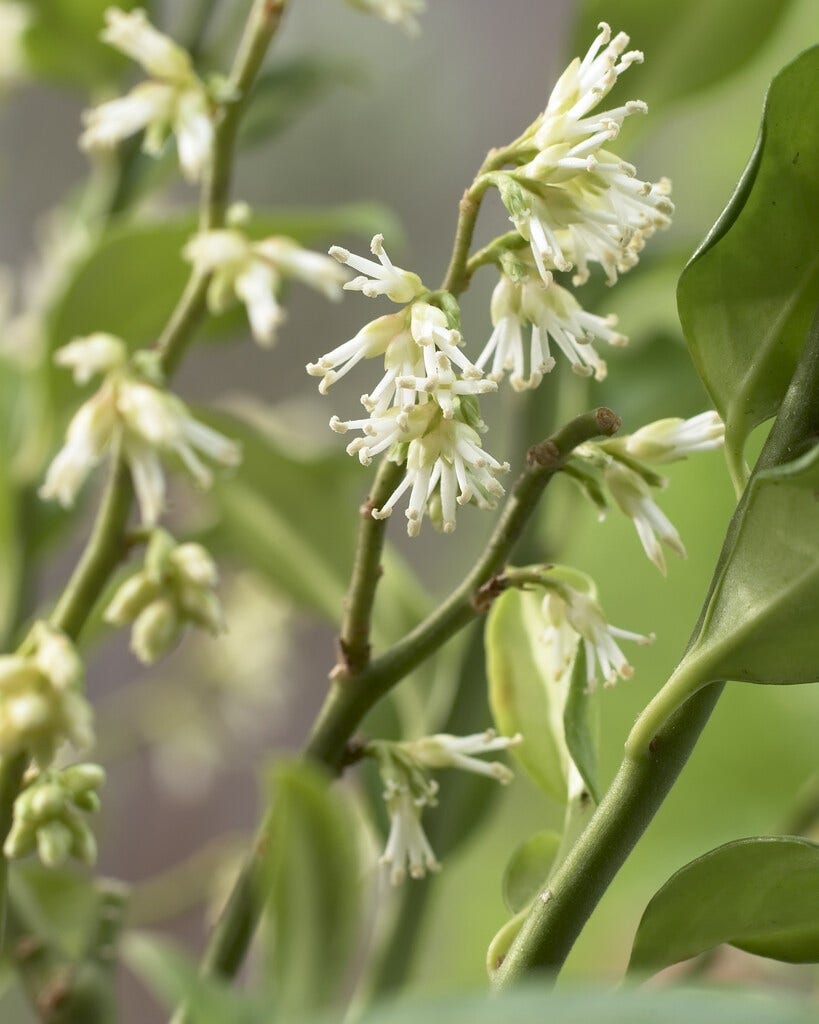 Vleesbes (Sarcococca ruscifolia)