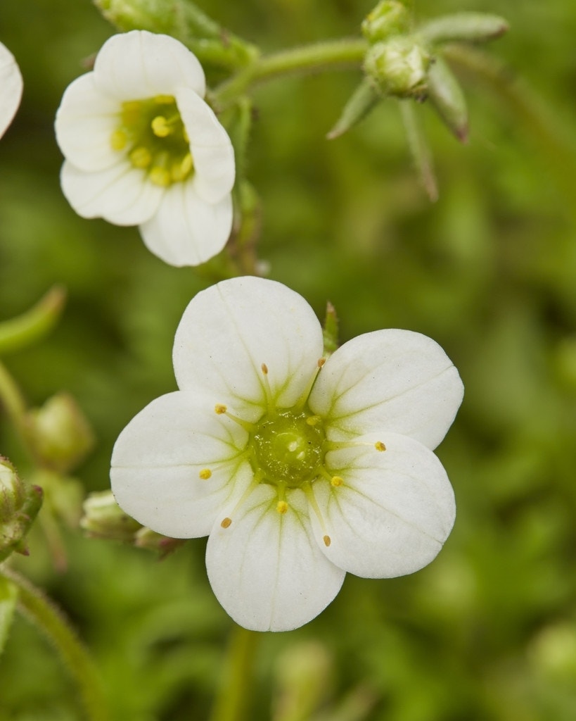 Steenbreek (Saxifraga 'Schneeteppich')