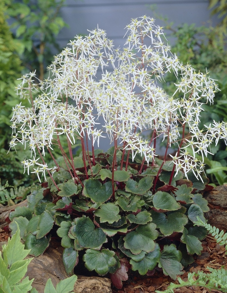 Steenbreek (Saxifraga cortusifolia 'Rubrifolia')