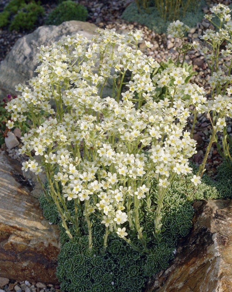 Steenbreek )Saxifraga paniculata)