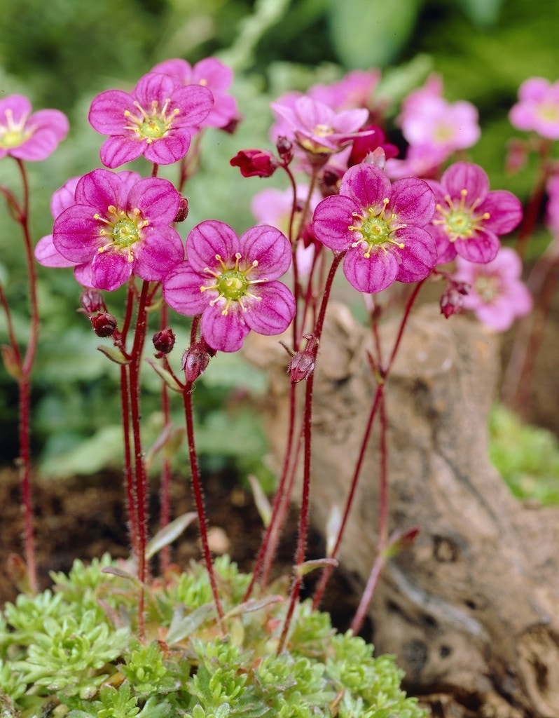 Steenbreek (Saxifraga 'Purpurteppich')