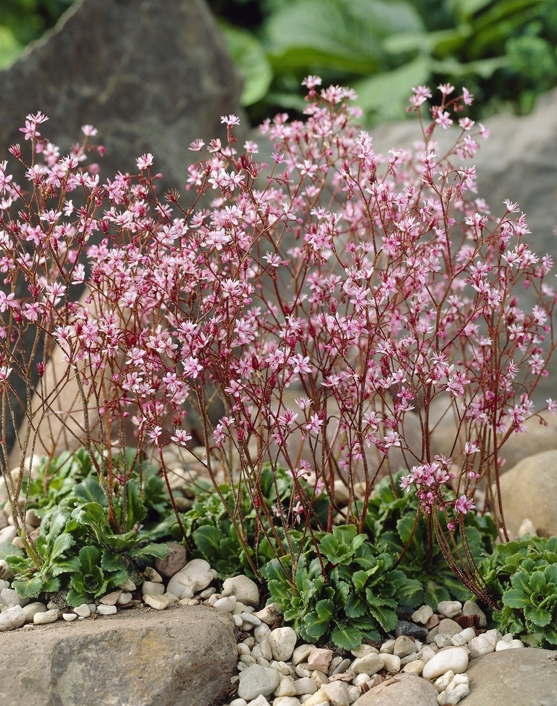 Schildersverdriet (Saxifraga urbium 'Clarence Elliott (x)')