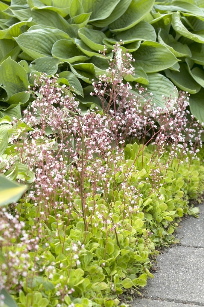 Schildersverdriet (Saxifraga urbium)