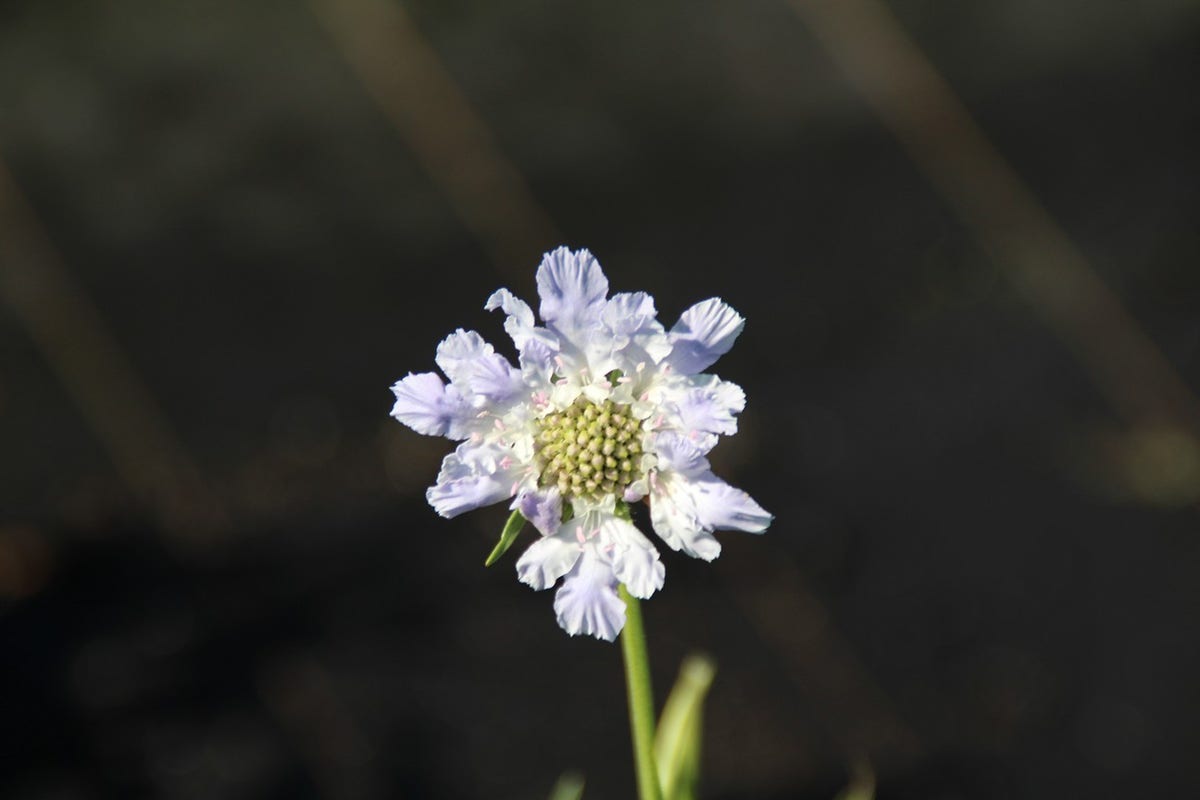 Duifkruid/schurftkruid (Scabiosa caucasica 'Clive Greaves')