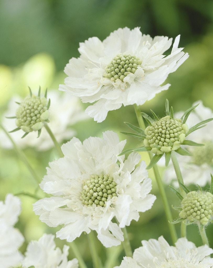 Duifkruid (Scabiosa caucasica 'Alba')