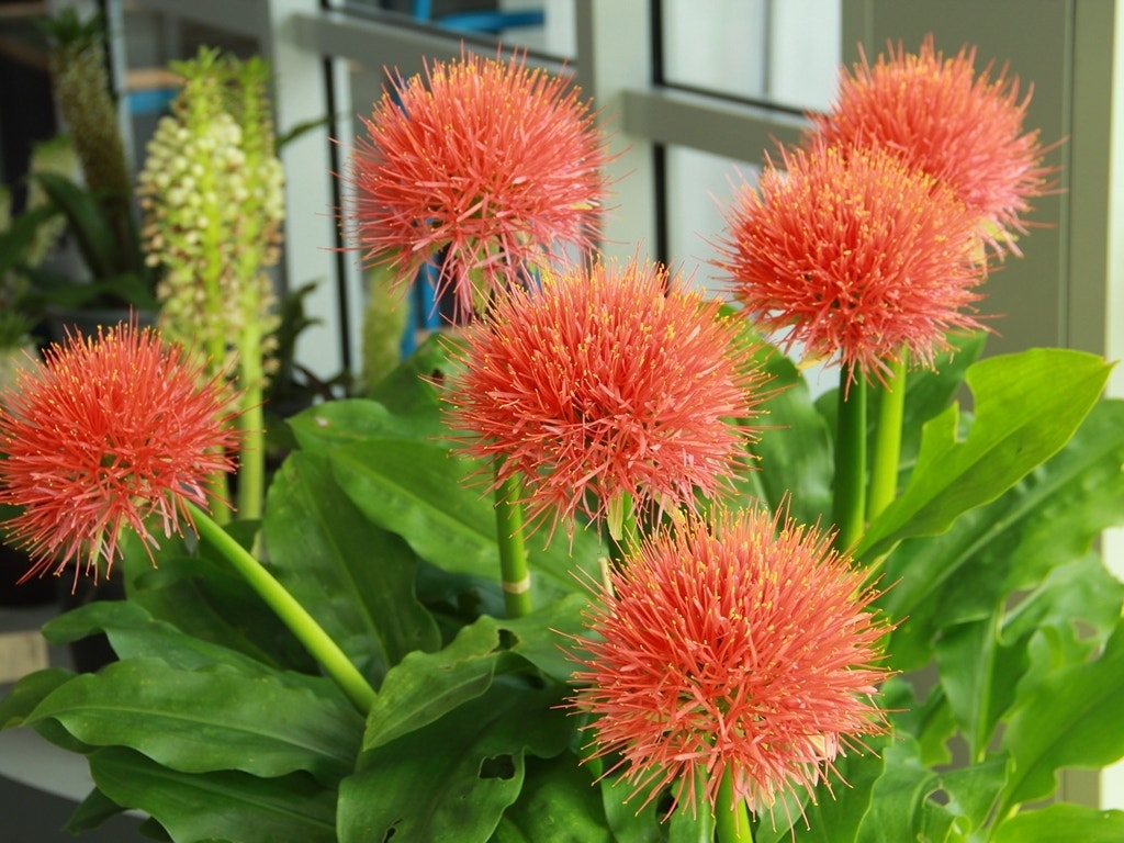 Poederkwast (Scadoxus multiflorus subsp. multiflorus)