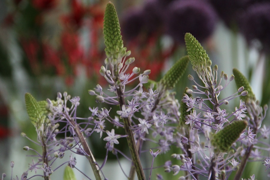 Sterhyacint (Scilla hyacinthoides 'Blue Arrow')