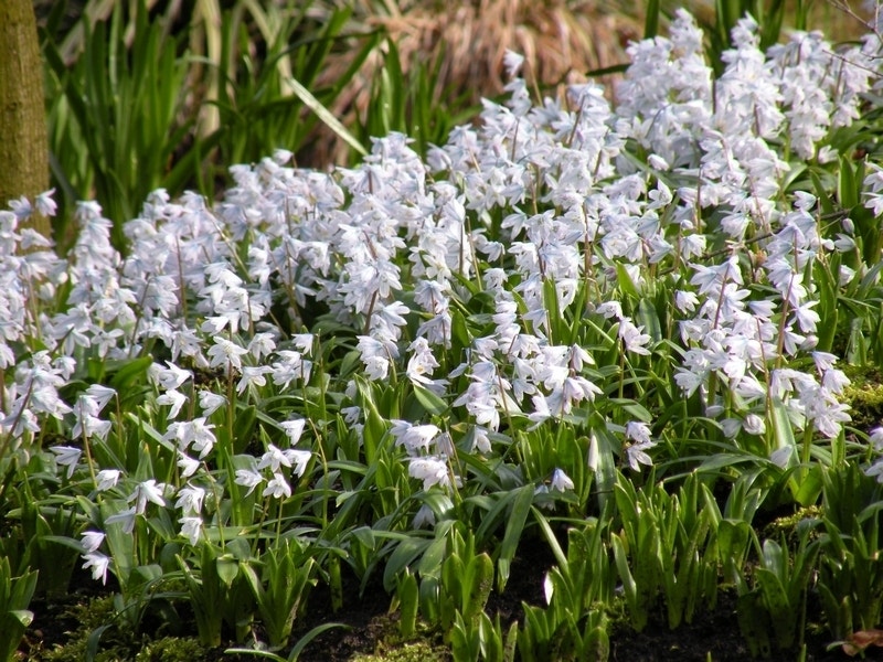 Streephyacint (Scilla mischtschenkoana 'Tubergeniana')