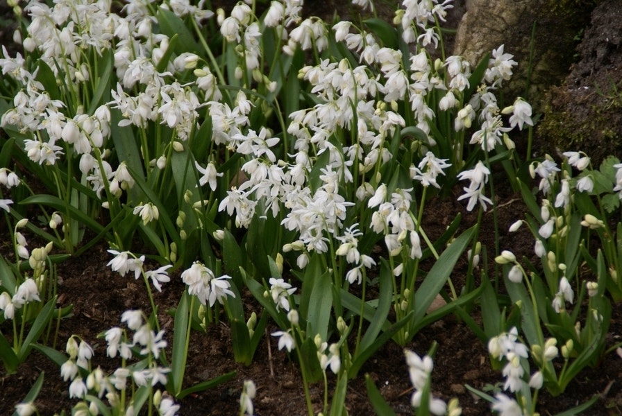 Sterhyacint (Scilla siberica 'alba')