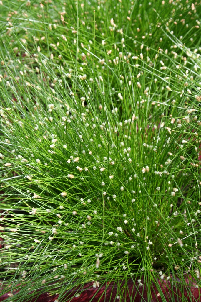 Naaldgras (Scirpus cernuus)