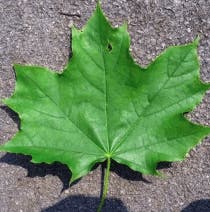 Noorse Esdoorn, bosplantsoen (Acer platanoides)