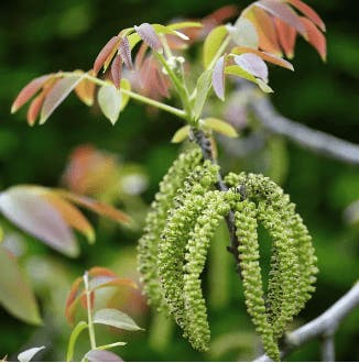 Walnoot, bosplantsoen (Juglans regia)