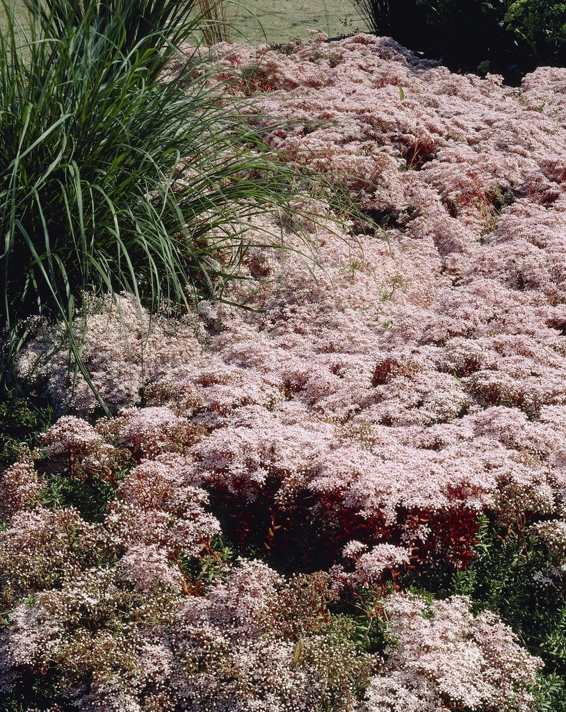 Vetkruid (Sedum album 'Murale')