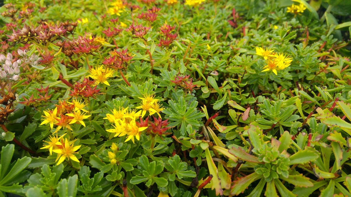 Vetkruid (Sedum floriferum 'Weihenstephaner Gold')