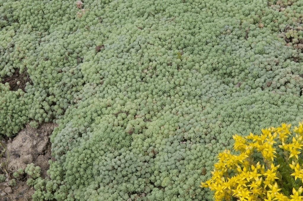 Vetkruid (Sedum hispanicum var. minus)