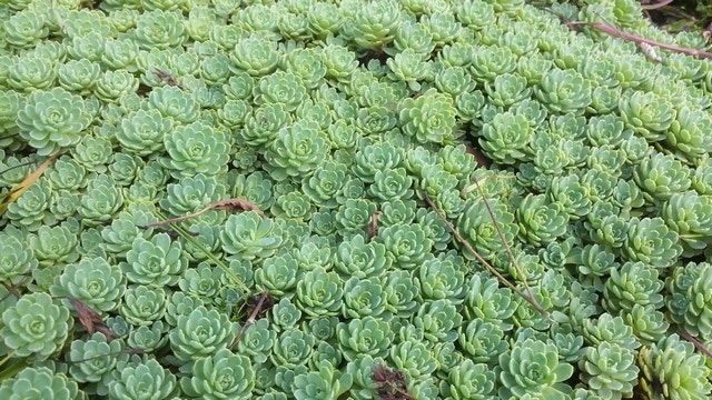 Vetkruid (Sedum pachyclados)