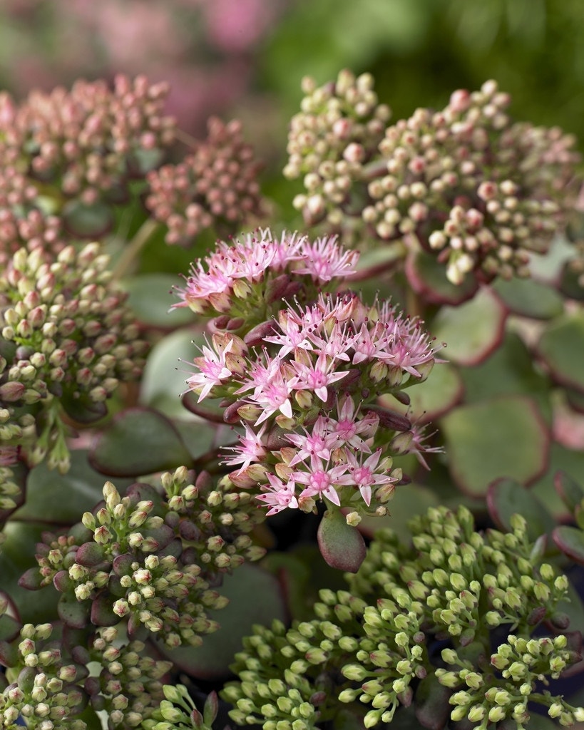 Vetkruid (Sedum sieboldii)