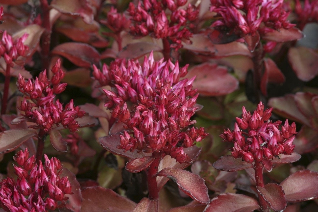 Vetkruid (Sedum spurium 'Purpurteppich')