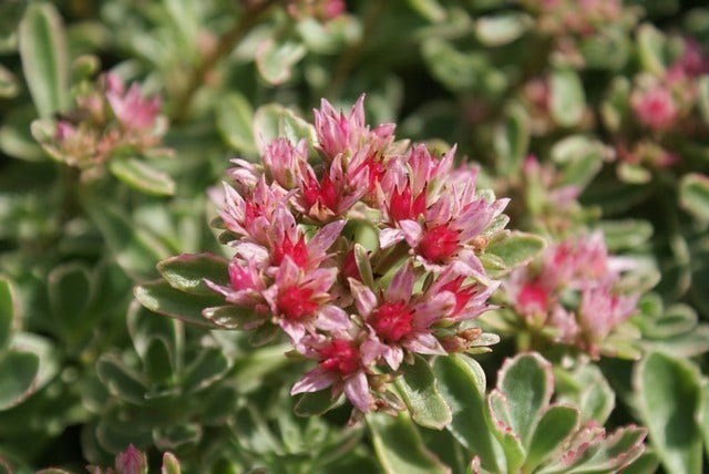 Vetkruid (Sedum spurium 'Variegatum')