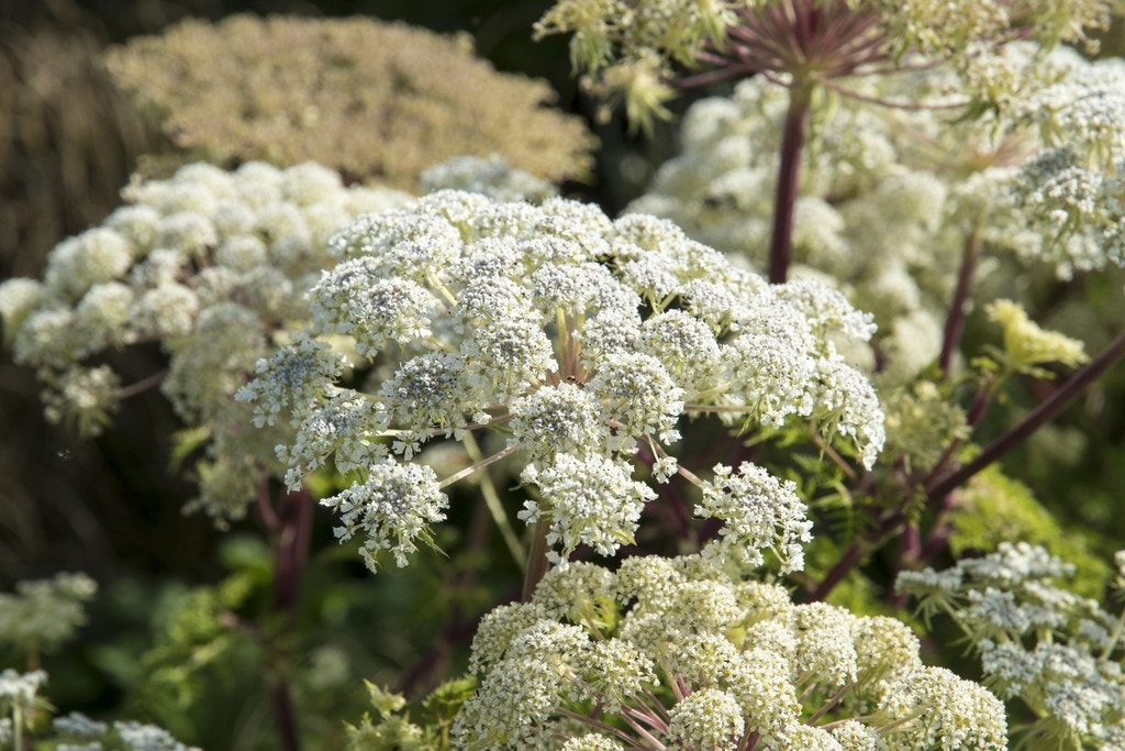 Karwijselie (Selinum wallichianum)