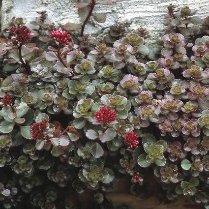 Vetkruid (Sedum spurium 'Fuldaglut')