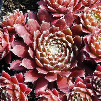 Huislook (Sempervivum 'Silberkarneol')