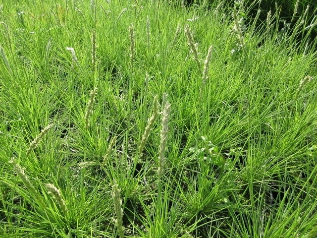 Blauwgras (Sesleria autumnalis)