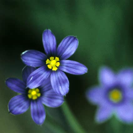 Blauw ogengras/bieslelie (Sisyrinchium angustifolium)