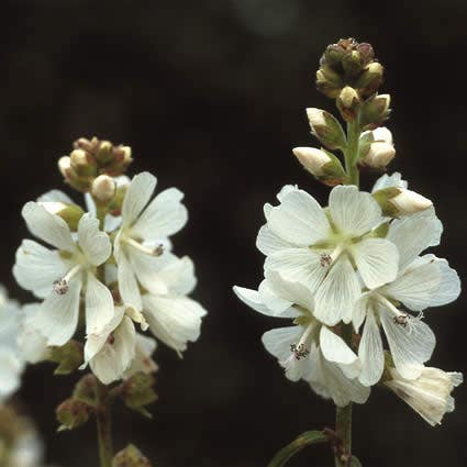 Prairiemalva (Sidalcea candida)