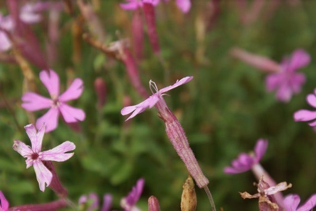 Lijmkruid (Silene schafta)