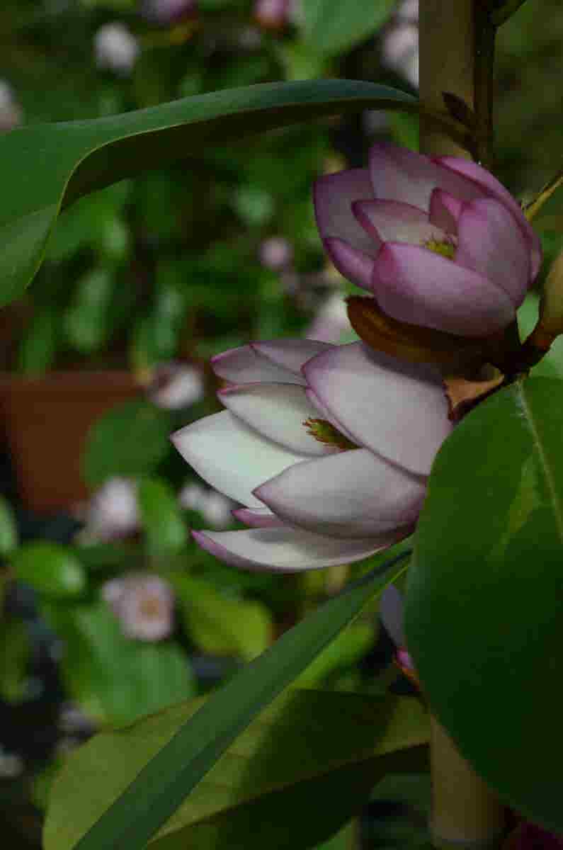 Specerijstruik (Sinocalycanthus chinensis)