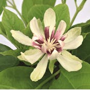 Sinocalycanthus 'Venus'