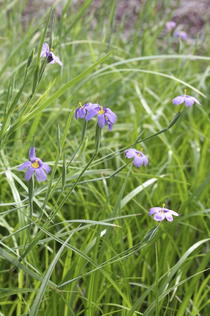 Bieslelie/blauwogengras (Sisyrinchium bellum)