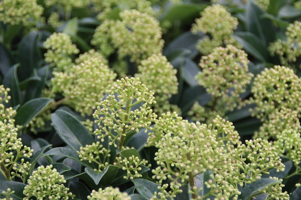 Skimmia (Skimmia japonica 'Godrie's Dwarf')