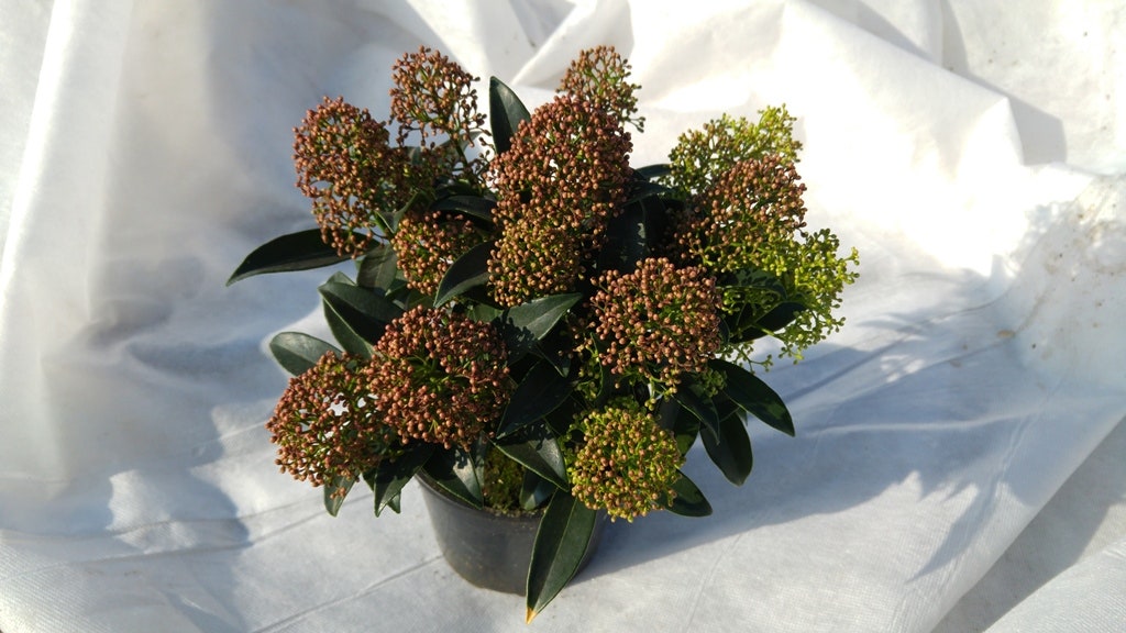 Skimmia (Skimmia Japonica 'Marlot')