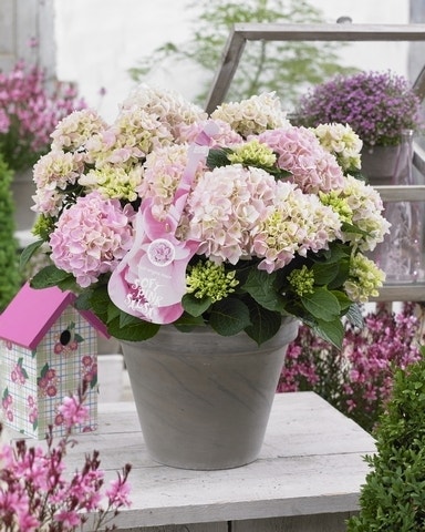 Hortensia Soft Pink Salsa (Hydrangea 'Music Collection')