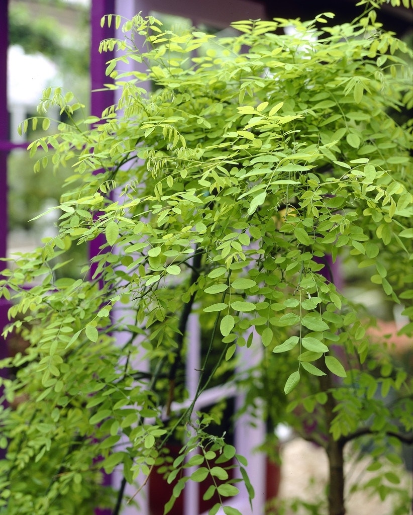 Honingboom (Sophora japonica 'Pendula')