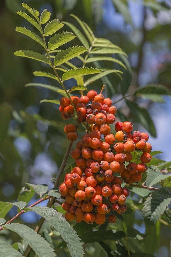 Gewone lijsterbes (Sorbus aucuparia)