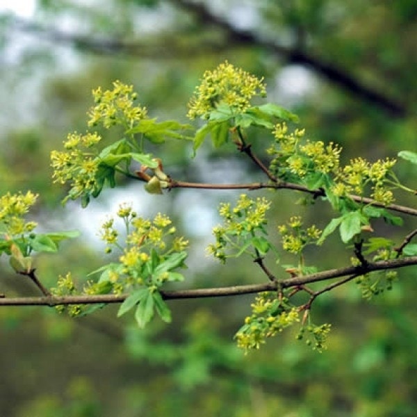 Spaanse Aak als leiboom (Acer campestre)